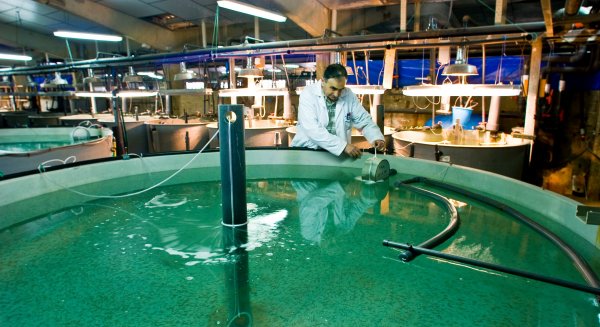 IEO identifica reservorios del virus que causa necrosis nerviosa en peces