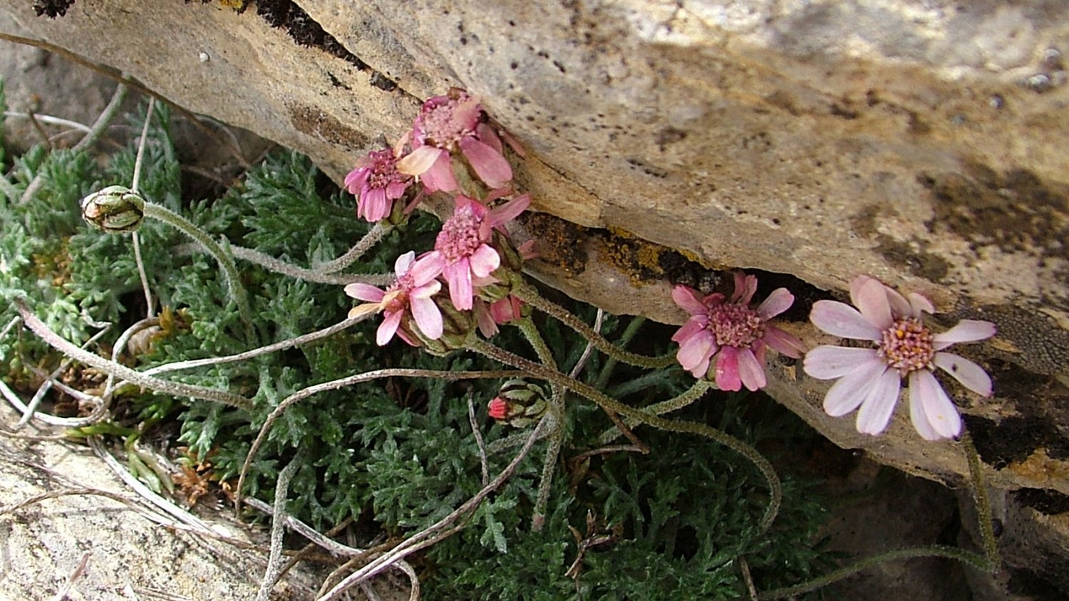 UMA.- ‘Phytotaxa’ publica el primer catálogo de la flora vascular de la Sierra de las Nieves