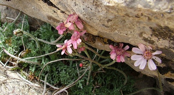 UMA.- ‘Phytotaxa’ publica el primer catálogo de la flora vascular de la Sierra de las Nieves