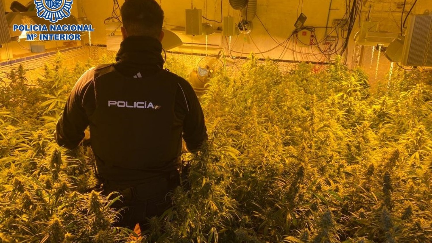 Desmantelada una organización criminal dedicada al cultivo y distribución de marihuana