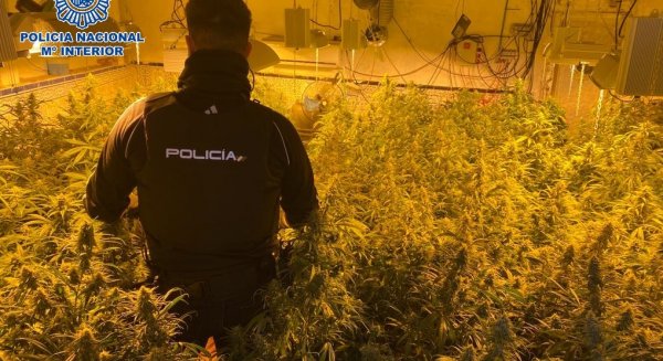 Desmantelada una organización criminal dedicada al cultivo y distribución de marihuana