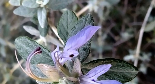 ´Olivilla` es elegida como la planta del mes de marzo en el Jardín Botánico La Concepción