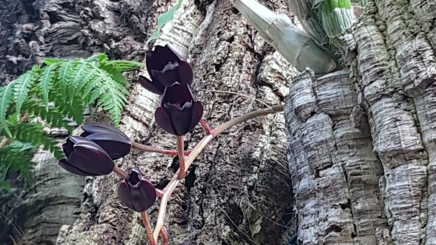 La especie 'Fredclarekara After Dark’ florece en el Parque Botánico-Orquidario de Estepona