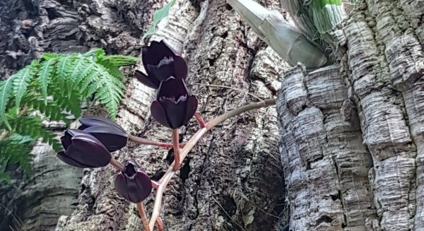 La especie 'Fredclarekara After Dark’ florece en el Parque Botánico-Orquidario de Estepona