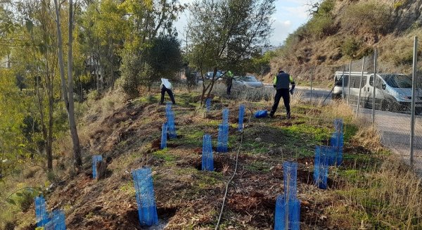 La campaña de reforestación de 2021 concluye con la plantación de 13.000 árboles