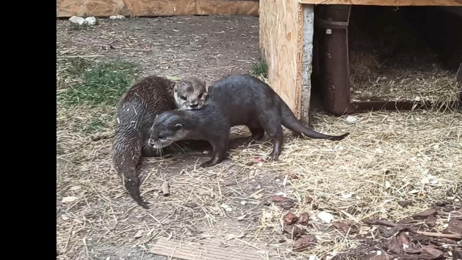 El Sea Life Benalmádena incorpora un nuevo ejemplar de nutria