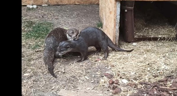 El Sea Life Benalmádena incorpora un nuevo ejemplar de nutria