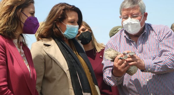 Los humedales de Andalucía registran durante la invernada 819.300 ejemplares de 101 especies