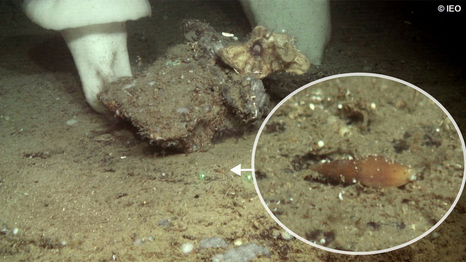 Científicos de la UMA y del IEO describen una nueva especie de molusco para la ciencia