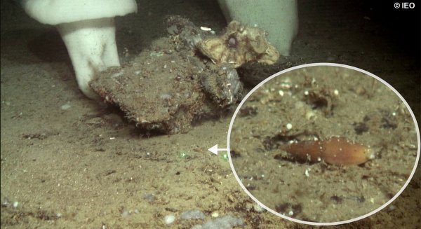 Científicos de la UMA y del IEO describen una nueva especie de molusco para la ciencia