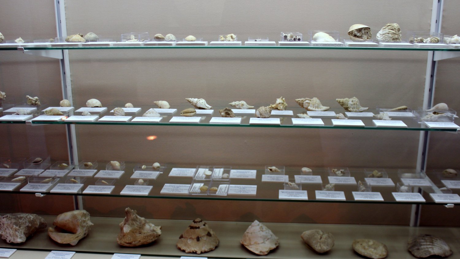 Estepona amplía los fondos del Museo Paleontológico con una colección de fósiles del Plioceno