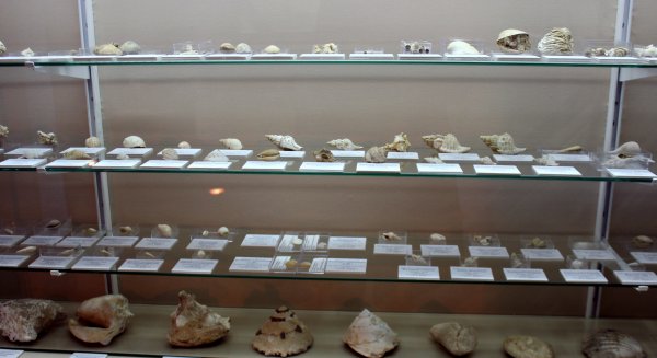 Estepona amplía los fondos del Museo Paleontológico con una colección de fósiles del Plioceno