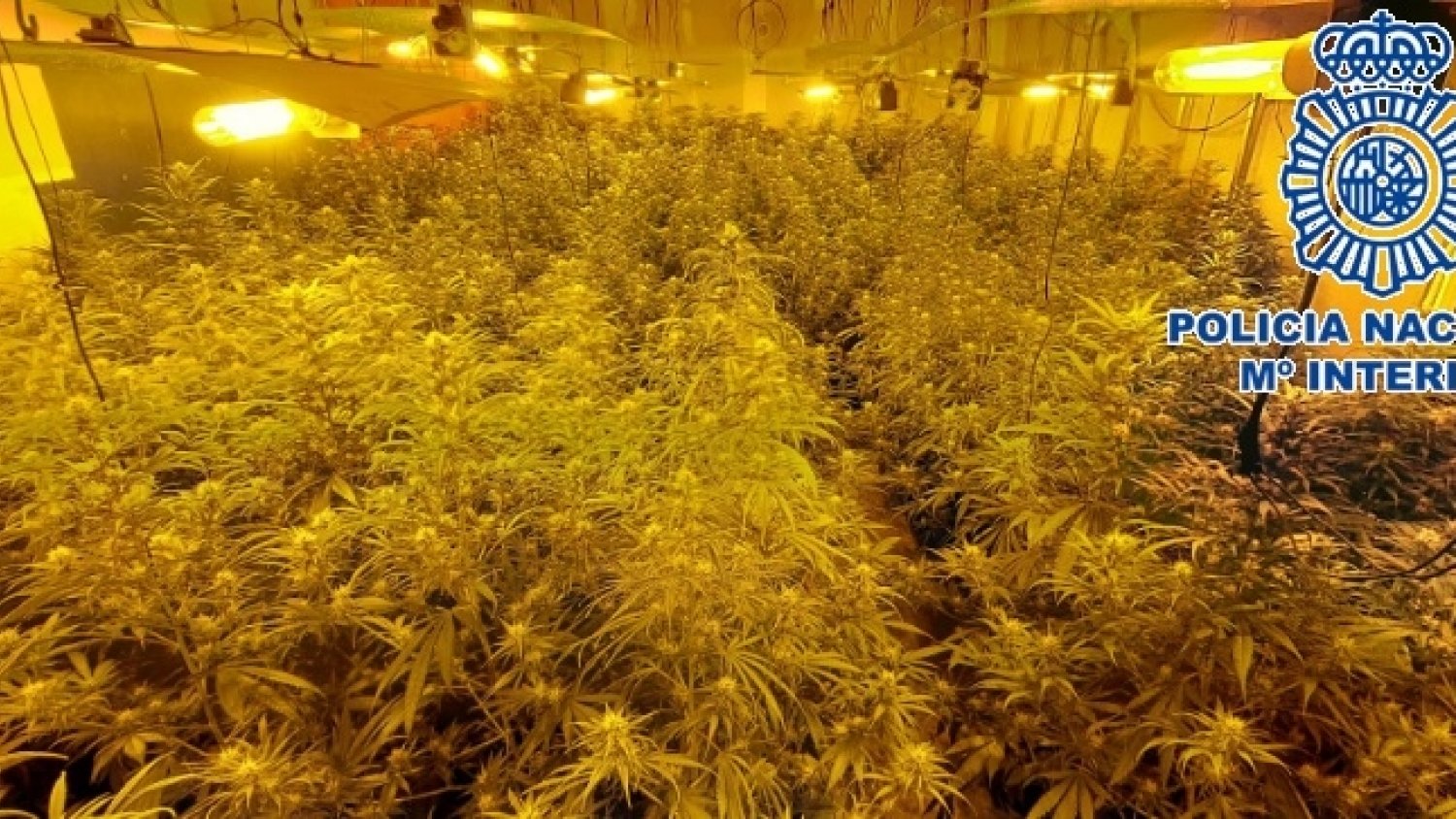 Intervenidas 414 plantas de marihuana en una nave industrial de Alhaurín de la Torre