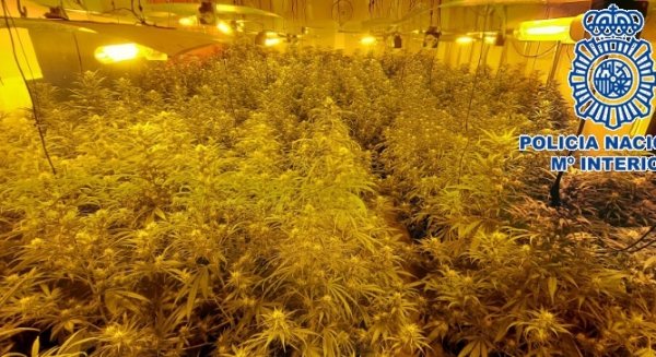 Intervenidas 414 plantas de marihuana en una nave industrial de Alhaurín de la Torre