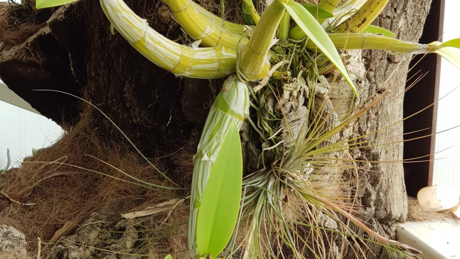 ‘La amante de las hormigas’ florece en Estepona tras siete años de cuidados