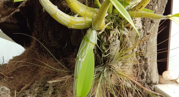 ‘La amante de las hormigas’ florece en Estepona tras siete años de cuidados