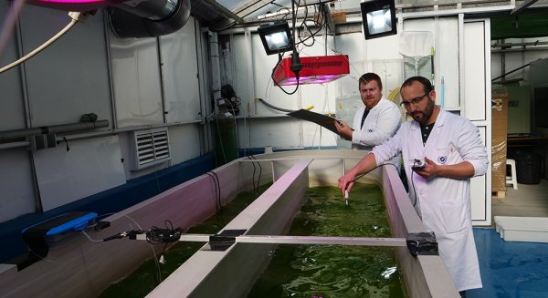 IBYDA, el nuevo Instituto andaluz de Biotecnología y Desarrollo Azul de la UMA