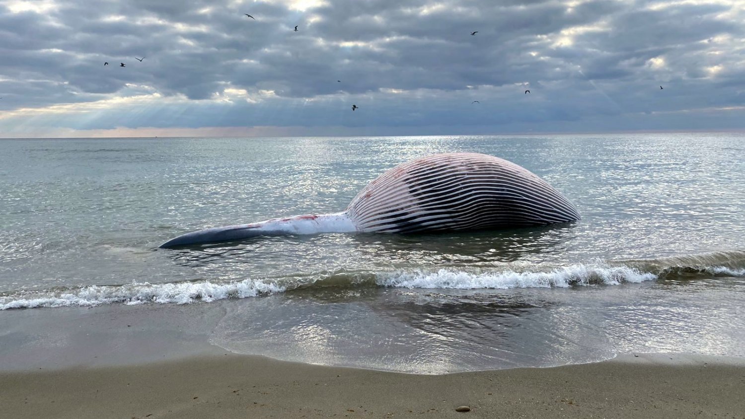 Estepona retira una ballena de 9 metros de longitud varada en la playa de La Rada