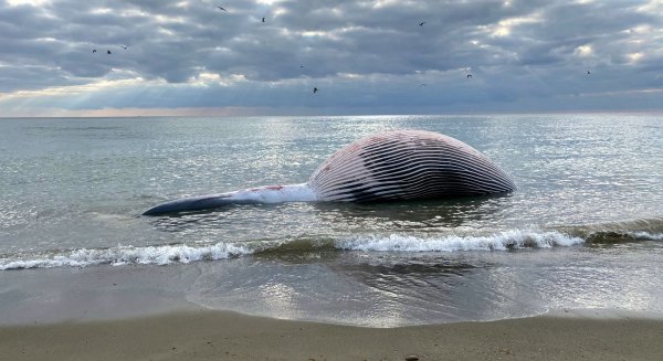 Estepona retira una ballena de 9 metros de longitud varada en la playa de La Rada