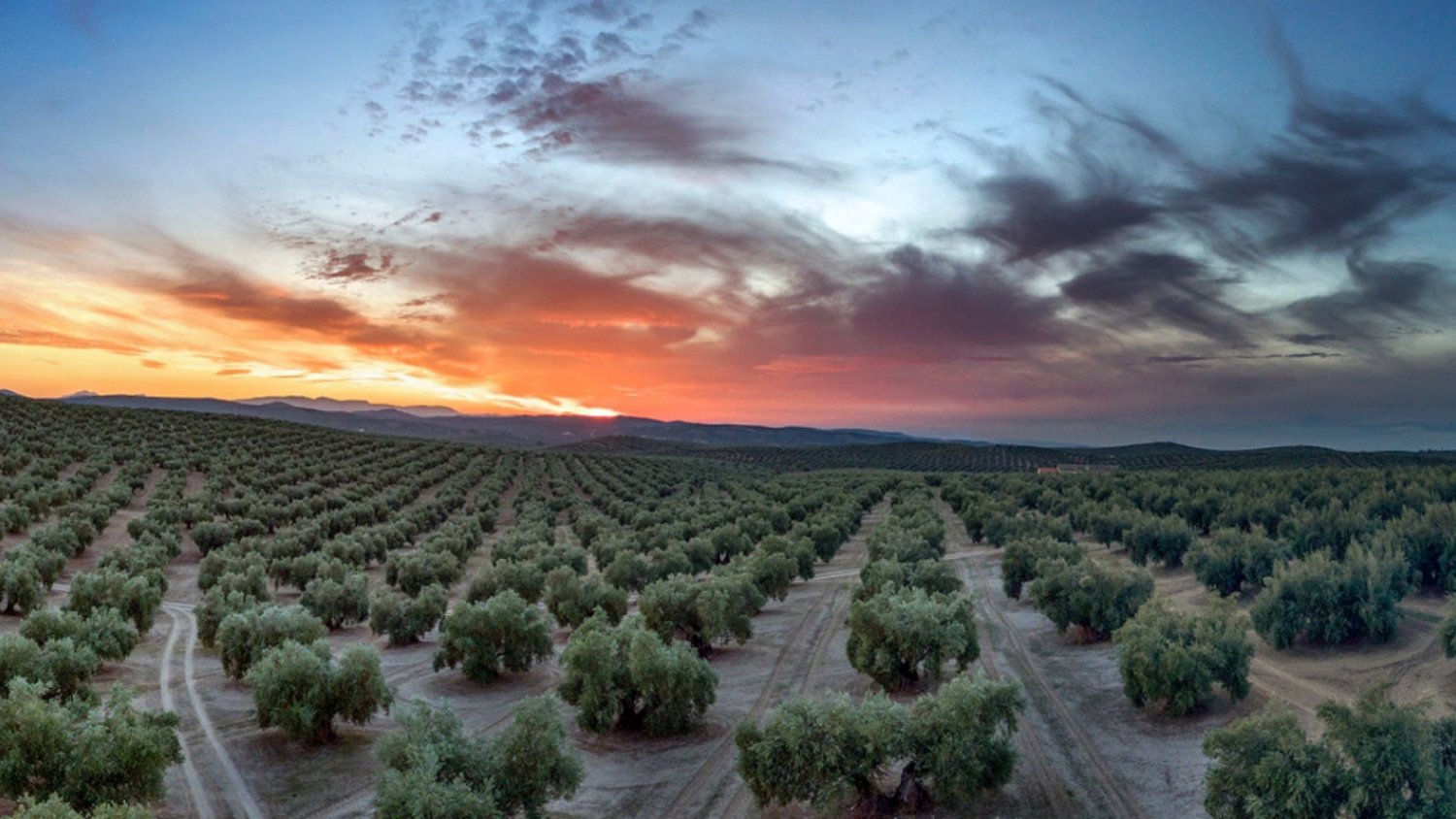 Unicaja Banco publica la edición número 31 de su informe ‘El sector agrario en Andalucía 2021’