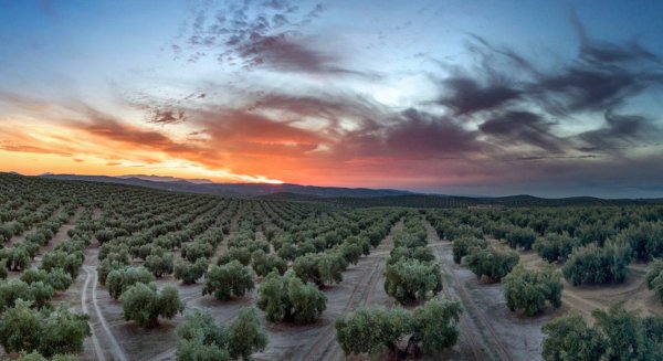 Unicaja Banco publica la edición número 31 de su informe ‘El sector agrario en Andalucía 2021’