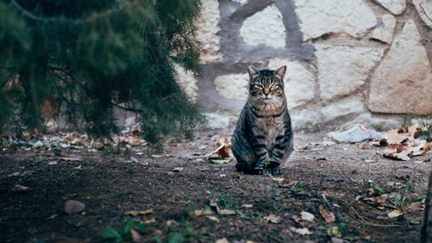 Málaga y 'Amigo Animal' se unen para gestionar las colonias de gatos ferales o silvestres