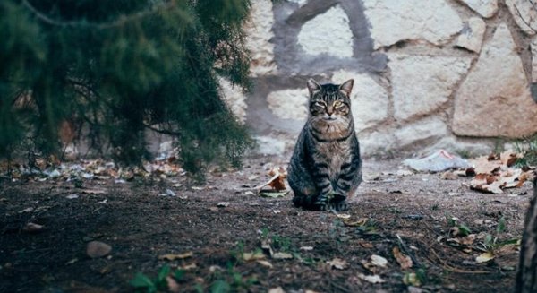 Málaga y 'Amigo Animal' se unen para gestionar las colonias de gatos ferales o silvestres