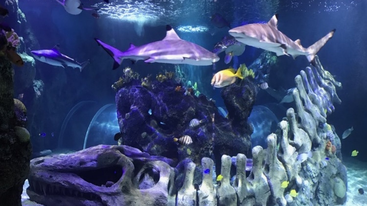 Sea Life Benalmádena acoge dos nuevos tiburones punta negra de arrecife