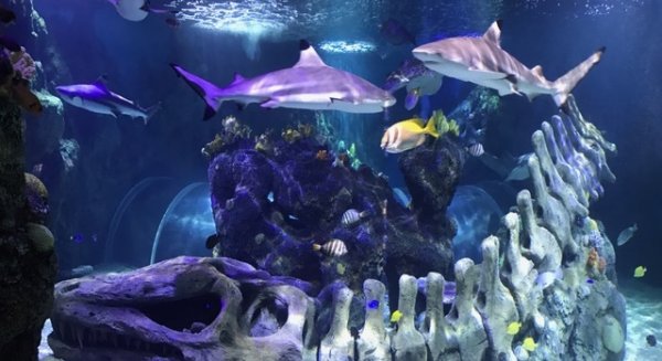 Sea Life Benalmádena acoge dos nuevos tiburones punta negra de arrecife