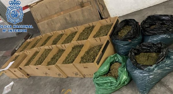 Desmantelada una organización criminal que habilitaba villas de lujo para cultivos hidropónicos
