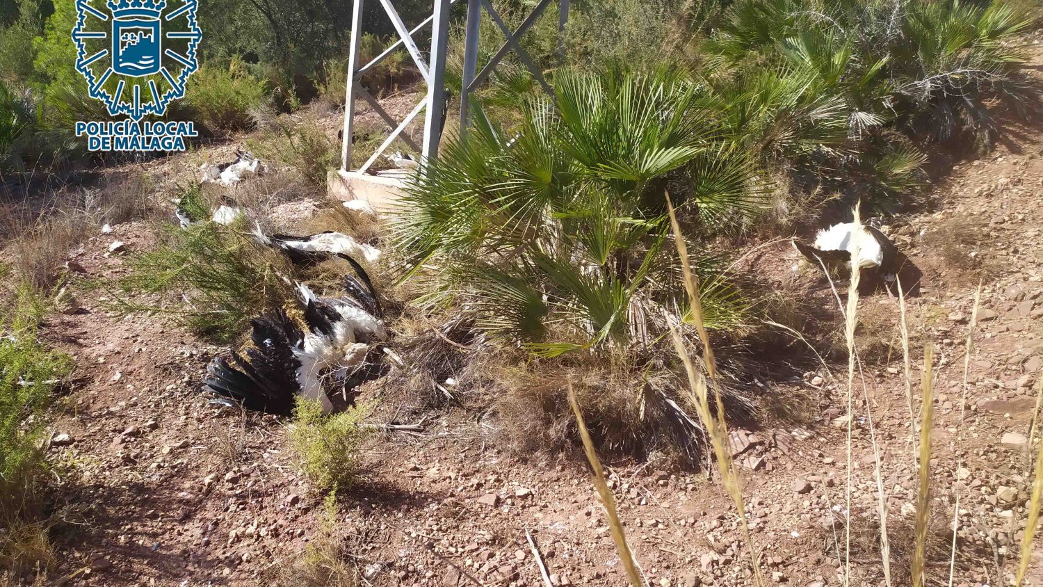 Agentes del Grupona hallan 17 cigüeñas electrocutadas bajo torretas de alta tensión