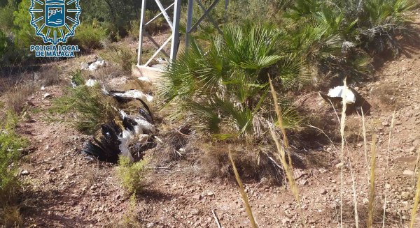 Agentes del Grupona hallan 17 cigüeñas electrocutadas bajo torretas de alta tensión