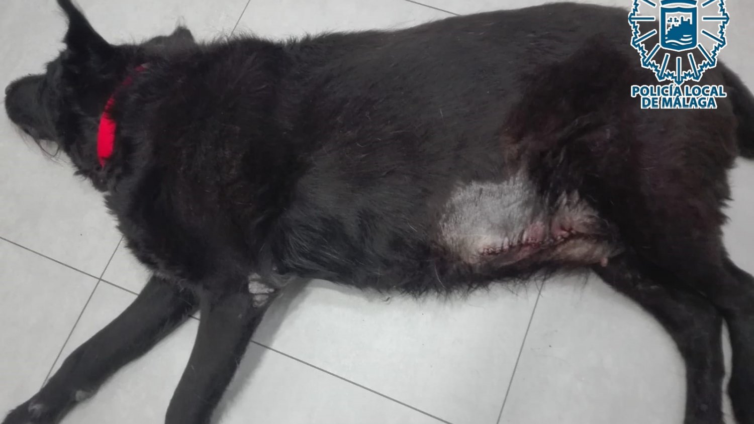 La Policía Local de Málaga investiga al presunto autor de un delito de maltrato animal