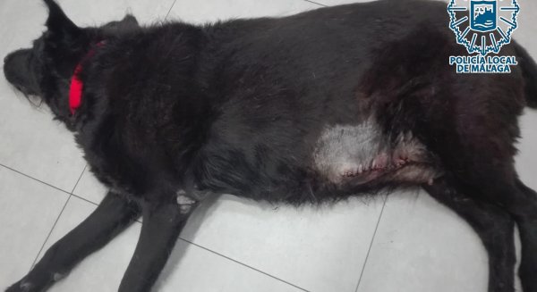 La Policía Local de Málaga investiga al presunto autor de un delito de maltrato animal