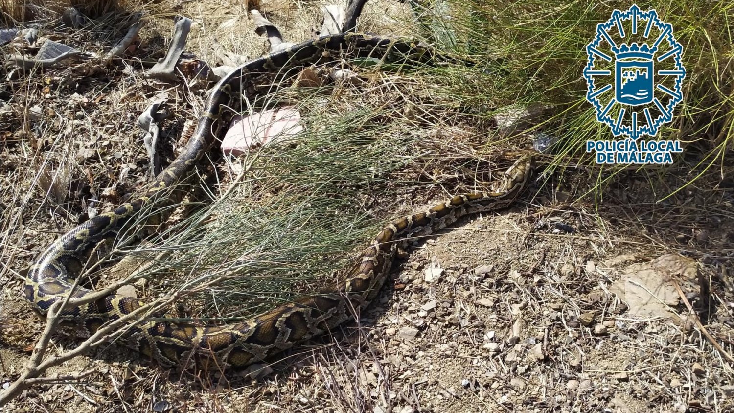 Gruprona captura una serpiente de más de tres metros en los Montes de Málaga