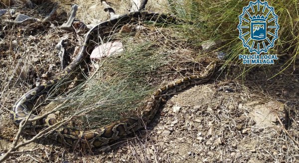Gruprona captura una serpiente de más de tres metros en los Montes de Málaga