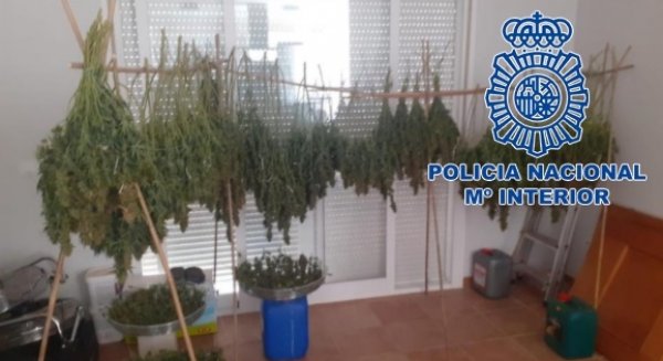 La Policía Nacional desmantela una organización criminal dedicada al cultivo intensivo de marihuana