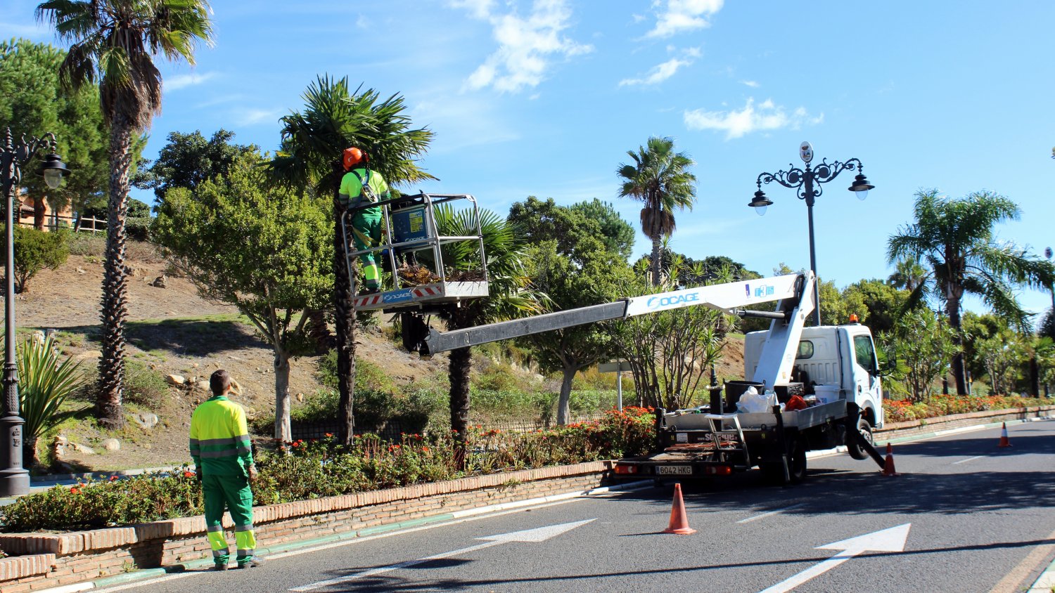 Estepona informa que podará más de 2.000 árboles tras intensificar la campaña anual