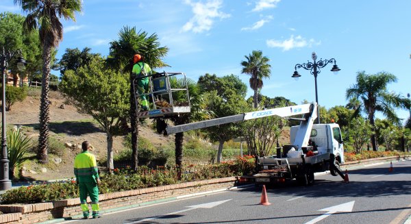 Estepona informa que podará más de 2.000 árboles tras intensificar la campaña anual