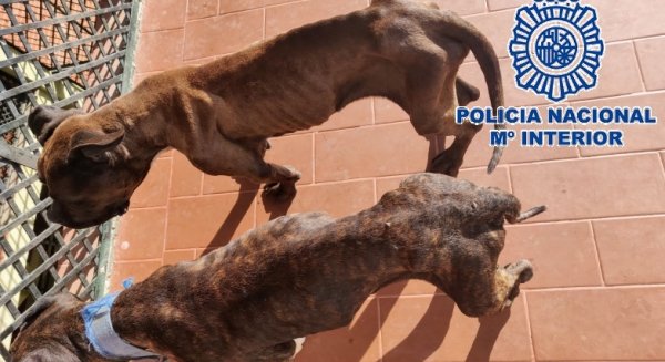 La Policía Nacional detiene a un vecino de Vélez-Málaga por mantener a sus perros desnutridos