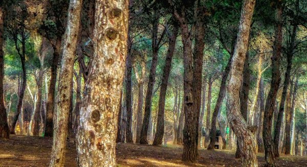 Torremolinos inicia la campaña preventiva contra la plaga de la procesionaria
