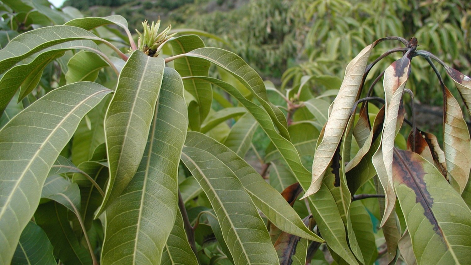 El IHSM La Mayora propone un tratamiento para mitigar los efectos de una bacteria en el mango