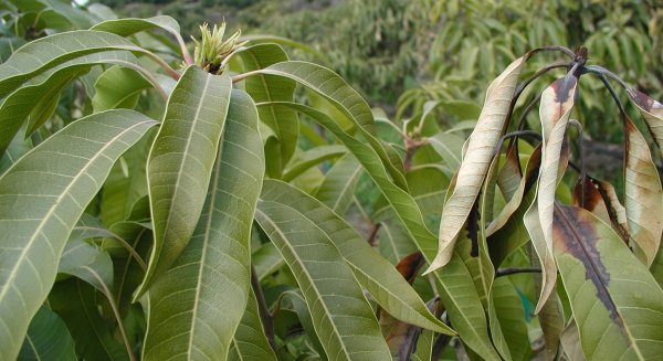 El IHSM La Mayora propone un tratamiento para mitigar los efectos de una bacteria en el mango