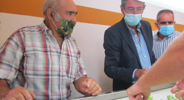 El delegado de agricultura destaca el valor económico y social de la aceituna aloreña