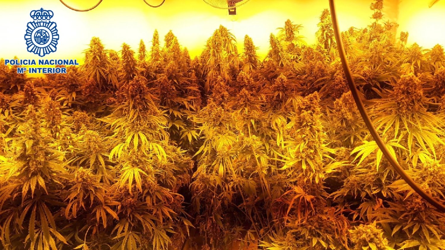 Desmantelada una vivienda de Churriana dedicada al cultivo intensivo de marihuana