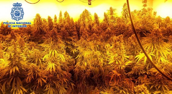 Desmantelada una vivienda de Churriana dedicada al cultivo intensivo de marihuana