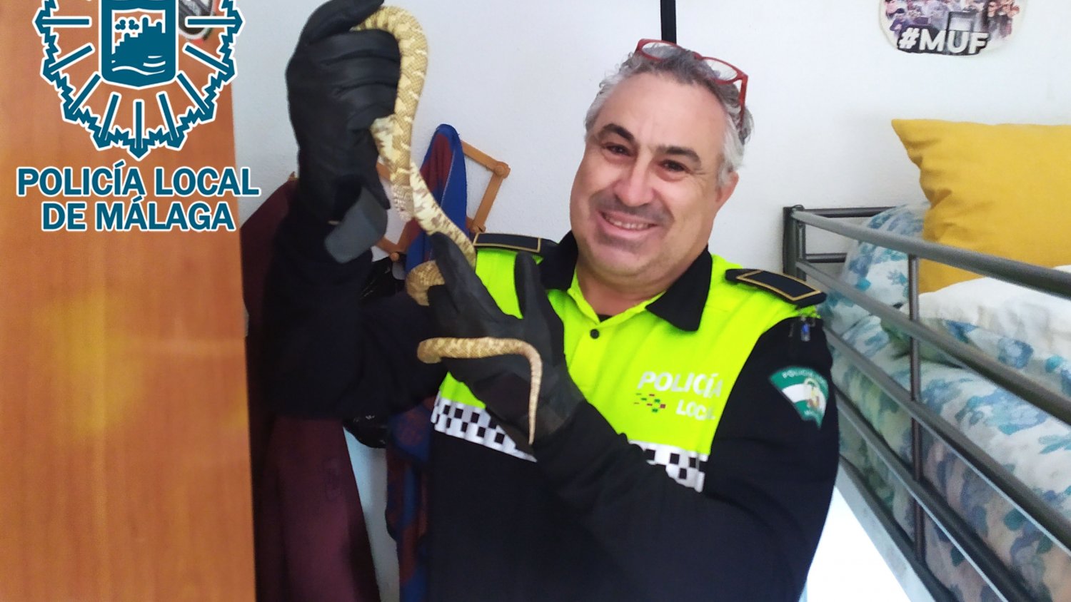 El GRUPONA de la Policía Local captura y recupera una serpiente Rey de Florida