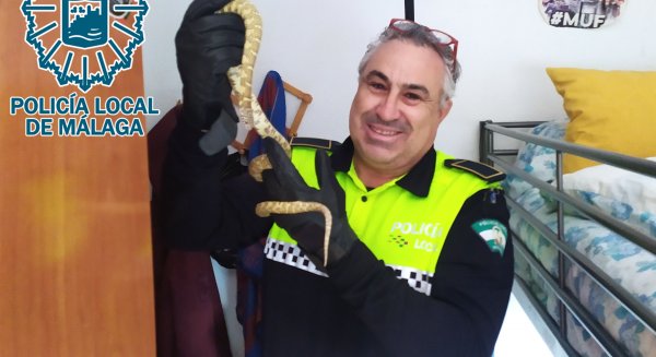 El GRUPONA de la Policía Local captura y recupera una serpiente Rey de Florida