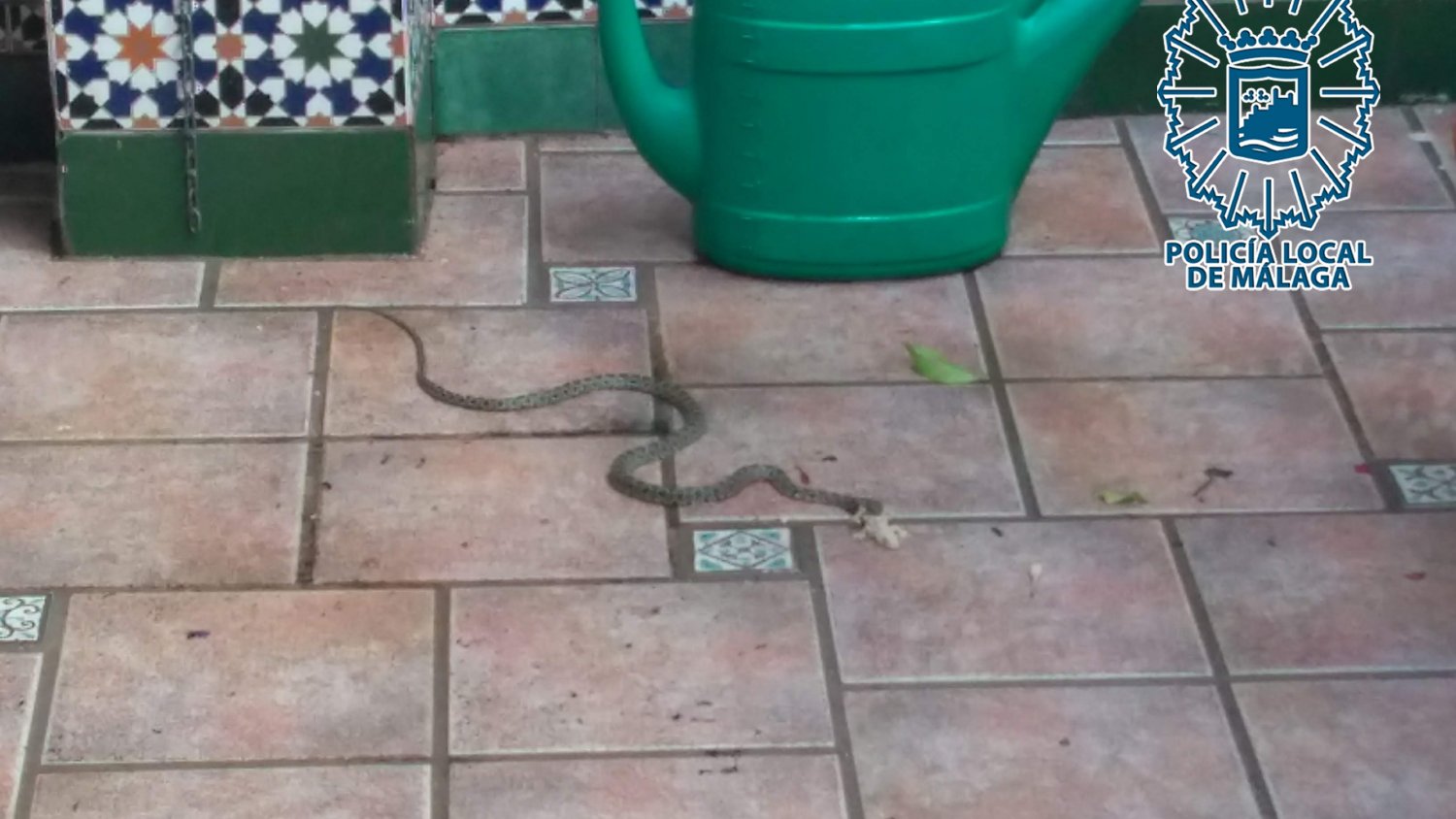 GRUPRONA captura una culebra de herradura en la barriada Conde de Ureña del distrito centro