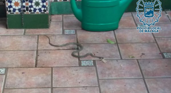 GRUPRONA captura una culebra de herradura en la barriada Conde de Ureña del distrito centro